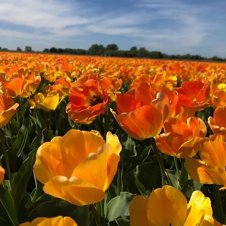 The Lighthouse * Noordwijk