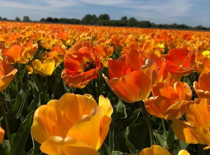 The Lighthouse * Noordwijk